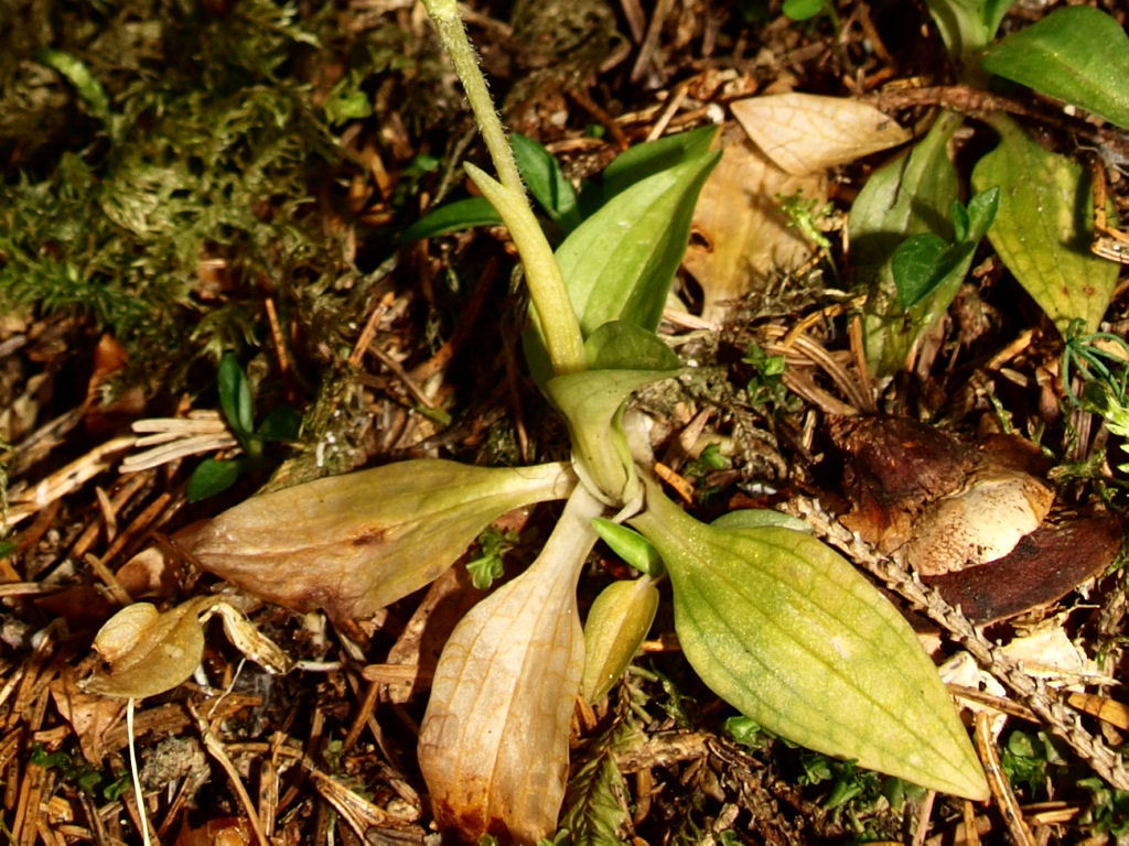 Chiedo conferma per Goodyera repens